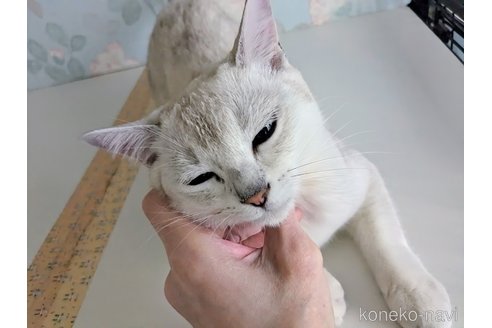 販売中の東京都のバーミラ-109313の16枚目